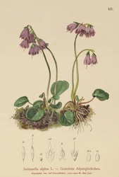 Campanula delle nevi alpina (Soldanella alpina)