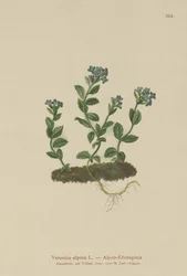Veronica alpina