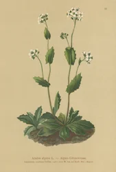 Arabetta alpina (Arabis alpina)