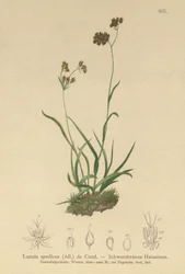 Luzula alpinopilosa, Luzula spadicea