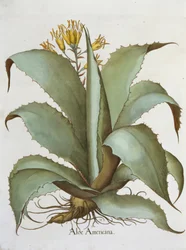 Aloe Americana, dal Hortus Eystettensis di Basil Besler, pub. 1613