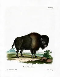Bisonte Americano