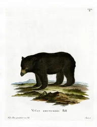 Orso nero americano