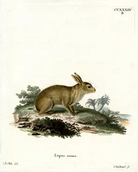 Coniglio grigio americano