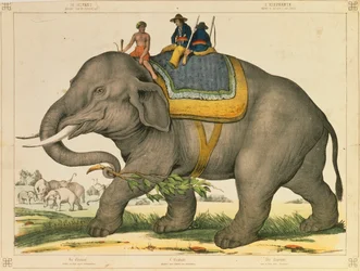 Un elefante usato per cacciare i suoi simili, foglio illustrato pubblicato da Joseph Scholz, Mainz, c.1860