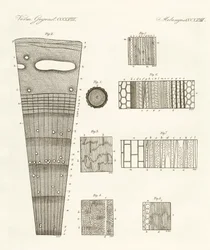 Anatomia del legno