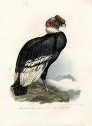 Condor delle Ande, 1864
