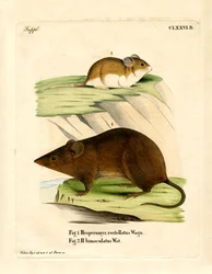 Topo vesper delle Ande