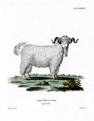 Capra d