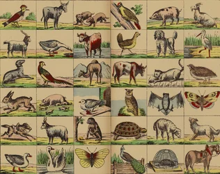 Immagini di animali e uccelli