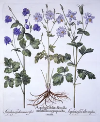Aquilegia, da Hortus Eystettensis, di Basil Besler, pub. 1613