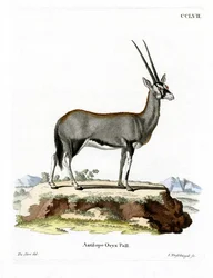 Oryx arabo