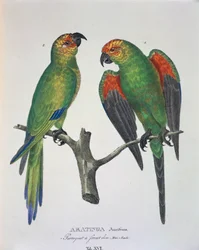 Aratinga Aurifrons (maschio e femmina), tavola XVI da 