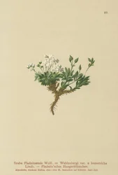 Draba artica (Draba fladnitzensis, Draba altaica, Draba wahlenbergi)