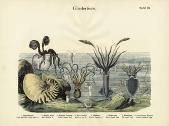 Artropodi, c.1860