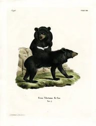Orso nero asiatico