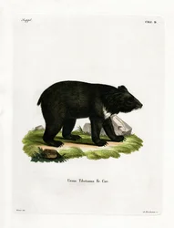 Orso nero asiatico