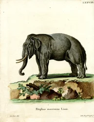 Elefante Asiatico