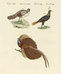 Uccelli asiatici