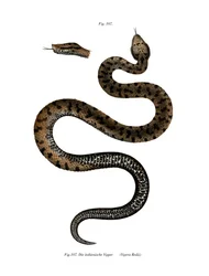 Vipera aspide