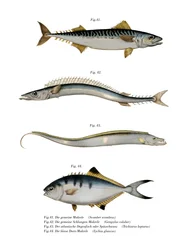 Sgombro Atlantico