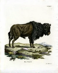 Uro