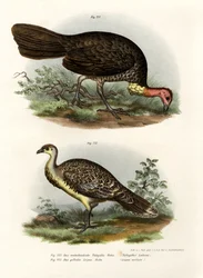 Tacchino Pennello Australiano, 1864