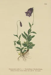 Campanula austriaca (Campanula pulla)