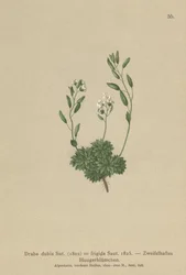 Draba austriaca (Draba dubia, Draba frigida)