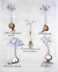 Bucaneve autunnale e colchici, da Hortus Eystettensis, di Basil Besler, pub. 1613
