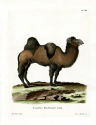 Cammello Battriano