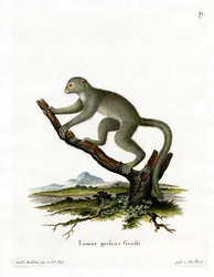 Lemure di bambù