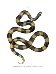Bungaro fasciato