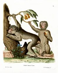 Scimmia di Barberia