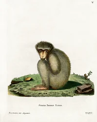 Scimmia di Barberia
