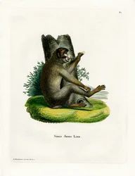 Scimmia di Barberia