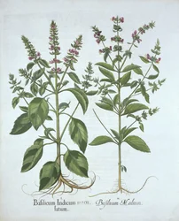 Basilico, da Hortus Eystettensis, di Basil Besler, pub. 1613