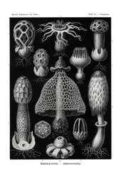 Basidiomiceti