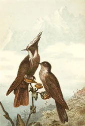 Bearded Helmetcrests, tavola da "Brehms Tierleben: Allgemeine Kunde des Tierreichs", vol 4, p. 675, pubblicato da Bibliographisches Institut