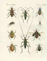 Bellissimi coleotteri