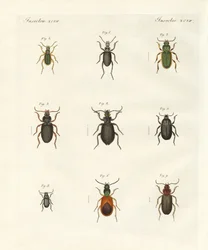 Bei coleotteri tedeschi