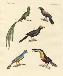 Bellissimi e nuovi uccelli rampicanti