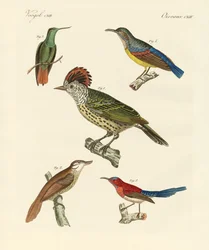 Uccelli belli e strani