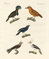 Uccelli belli