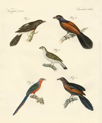 Uccelli arrampicatori belli