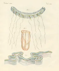 Ctenofori belli