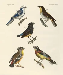 Uccelli stranieri belli