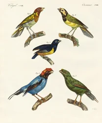 Uccelli esotici belli