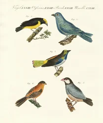 Uccelli esotici belli