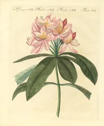 Arbusti stranieri belli